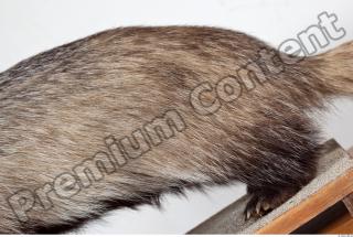Badger body photo reference 0012